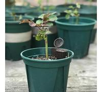 Scatole in plastica per fertilizzanti con coperchi protettivi 30/50/100 pezzi per alimentazione a lento, dosaggio accurato dei nutrienti e miglioramento della salute delle piante (100 pezzi)