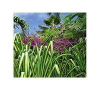 Scenolia Tappezzeria Decorativo Poster Foret Tropicale 3 x 2,70 m | Decorativo e Foto Parete XXL qualità HD
