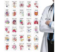 Schede Di Studio Di Anatomia E Fisiologia 30 Pezzi Formato Tascabile | Carte Visive Di Anatomia E Fisiologia Per Studio Per Ripasso Pre-Esame Università Routine Q