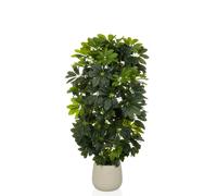 Schefflera 2 - Piante artificiali Verde