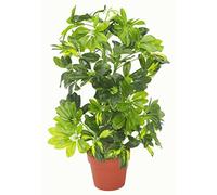 Schefflera arboricola artificiale (pianta ombrello), in vaso di plastica nero, capella oro, 75 cm