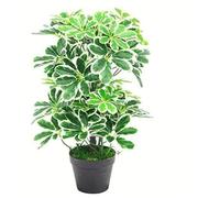 Schefflera arboricola artificiale (pianta ombrello), in vaso di plastica nero, fogliame chiaro, 55 cm