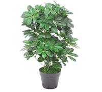Schefflera arboricola artificiale (pianta ombrello), in vaso di plastica nero, fogliame scuro, 55 cm