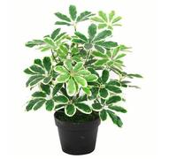 Schefflera arboricola Artificiale (pianta Ombrello), in Vaso di plastica Nero, pianta Chiara, 55 cm