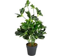Schefflera arboricola Artificiale (pianta Ombrello), in Vaso di plastica Nero, pianta Scura, 55 cm