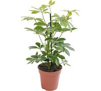 Schefflera Nora, pianta d'appartamento grande, vera sempreverde esotica e rara.