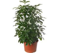 Schefflera Nora, pianta d'appartamento grande, vera sempreverde esotica e rara.