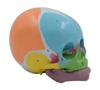 Scheletro a grandezza naturale della testa del bambino Modello con codice numerico Testa del bambino Anatomia Modello del cranio Sussidi didattici Scheletro