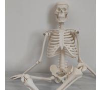 Scheletro Anatomico Anatomia Modelli Modello Di Strumenti Didattici