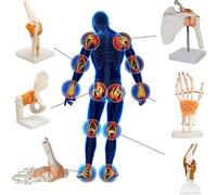 Scheletro Anatomico Modello 6 Pezzi Articolazioni Dell'articolazione Umana Spalla/Piede/Gomito/Anca/Ginocchio/Polso Scheletro Modello 1: 1 Modello Anatomico A Grandezza Naturale Scheletro