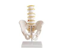 Scheletro anatomico Modello spinale Umano a grandezza Naturale del Bacino con Cinque Vertebre lombari e Colonna femorale
