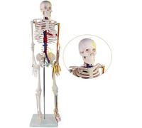 Scheletro anatomico - Scheletro da 85 cm con nervi e vasi sanguigni, aiuto didattico medico per lezioni di anatomia, strumento di apprendimento della biologia