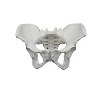 Scheletro del bacino femminile Modello a grandezza naturale Strumenti di insegnamento medico per ostetrica e ginecologia Studio Educazione Usa Modello bacino femminile Flessibile flessibile con
