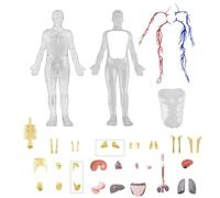 Scheletro del corpo umano - Modello di scheletro anatomico 4D, giocattolo di apprendimento del corpo umano | Modello educativo di anatomia umana, ornamento di apprendimento precoce per aula, soggiorno