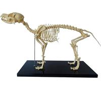 Scheletro di cane modello anatomico per insegnamento, modello di insegnamento di anatomia canina per studio di biologia umana, scheletro dettagliato di cane a grandezza naturale per l'educazione