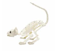 Scheletro di Gatto Spaventoso Figurina Singolare per Portico
