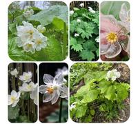 scheletro Diphylleia grayi per i luoghi soleggiati terrazzo 80semi