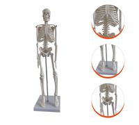 Scheletro Medico Modello Anatomico Modelli Anatomia Strumenti Didattici