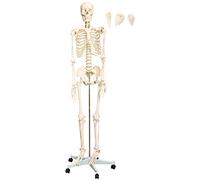 Scheletro Umano Anatomia Modello Anatomico Taglia Natura MedMod 180 cm