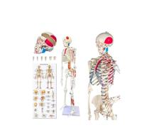 Scheletro umano modello anatomico 85 cm corpo intero con articolazioni mobili e muscoli dipinti, 1 pezzo