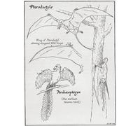 Schema di uno pterodattilo la sua ala che mostra il quinto dito allungato e un archeopteryx. Dal libro Outline of History di H.G. Wells pubblicato 1920. Stampa poster di Ken Welsh (13 x 18)