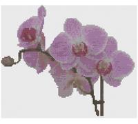 Schema Ricamo a Punto Croce Florashell 14 Count Orchidea Rosa