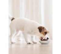 Schesir Cibo Secco Per Cani Piccola Taglia Con Agnello 2 KG