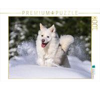 Scheurer Monika CALVENDO - Puzzle "Il mio cane islandese Djarfur", 4 pezzi, dimensioni: 64 x 48 cm
