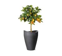 Scheurich Wave Globe High, Vaso Alto in plastica, Granito Nero, Diametro 29,8 cm, Altezza 40 cm, 6 Litri Vol.