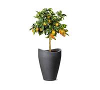 Scheurich Wave Globe High Vaso Effetto Granito Colore Grigio Scuro (Schwarz