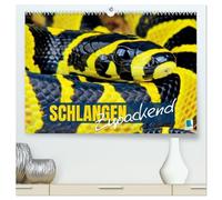 Schlangen: Zupackend (hochwertiger Premium Wandkalender 2026 DIN A2 quer), Kunstdruck in Hochglanz: Boa, Python, Anakonda: schlanke Reptilien, vielfältige Würgeschlangen