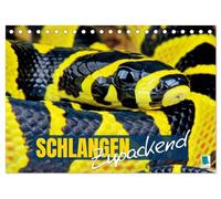 Schlangen: Zupackend (Tischkalender 2026 DIN A5 quer), CALVENDO Monatskalender: Boa, Python, Anakonda: schlanke Reptilien, vielfältige Würgeschlangen