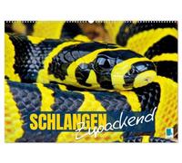 Schlangen: Zupackend (Wandkalender 2026 DIN A2 quer), CALVENDO Monatskalender: Boa, Python, Anakonda: schlanke Reptilien, vielfältige Würgeschlangen