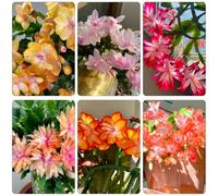 Schlumbergera semi selvatici perenni resistenti primavera serrature balcone decorativo decorazione semi selvatico 100pcs