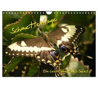 Schmetterlinge (Wandkalender 2026 DIN A4 quer), CALVENDO Monatskalender: Die Leichtigkeit des Seins