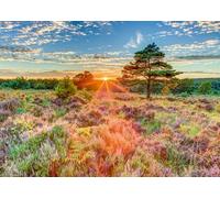Puzzle Tramonto sulla brughiera 1000 pezzi