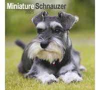 Schnauzer Miniature 2025 Square Wall Calendar | Dog Breed Calendar