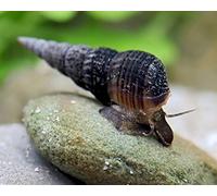 Schnecken Garnelio Lumaca Nero - Melanoides maculata