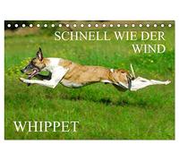 Schnell wie der Wind - Whippet (Tischkalender 2026 DIN A5 quer), CALVENDO Monatskalender: Whippet´s im Porträt und Action auf 13 wunderschönen Fotos