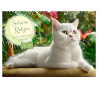 Schöne Katzen. Beliebte Samtpfoten im Garten (Wandkalender 2026 DIN A2 quer), CALVENDO Monatskalender: Dieser Katzenkalender zeigt verschiedene Rassen ... - entspannt, verspielt und voller Charme.