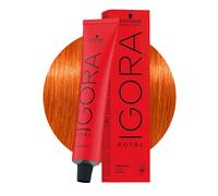 Schwarzkopf Professional IGORA ROYAL Permanent Color Creme 8-77 Biondo Chiaro Rame Extra Tubo 60 ml
