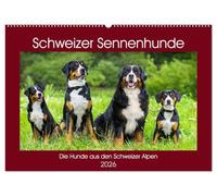 Schweizer Sennenhunde - die Hunde aus den Schweizer Alpen (Wandkalender 2026 DIN A2 quer), CALVENDO Monatskalender: Schweizer Sennenhunde in 13 faszinierenden Bildern