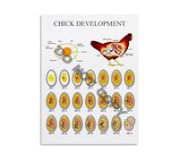 Science Classroom Decor Chick Development Life Cycle Poster Embryology Chart Canvas Print for Biology Teachers(Framed,16x24inch(40x60cm))