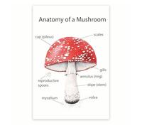 Science Classroom Poster - Mushroom Fungi Anatomy & Life Cycle Chart - Biology Study Aid for High School College Students(Framed,12x18inch(30x45cm))