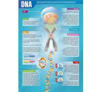 Science DNA Poster Genetics Chart Classroom Wall Art Decor for Middle School High School Biology Lab Homeschool Learning(12x18inch(30x45cm),Framed)