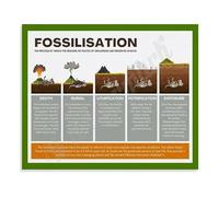 Science Education Fossil Guide Extinct Animals Chart Canvas Wall Art Print for Study Office Decor(Unframed,16x24inch(40x60cm))