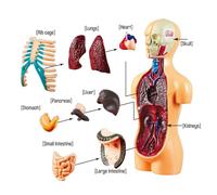 Science Human Body Torso Modello Dimostrazione Giocattoli Fai Da Te Kit Da