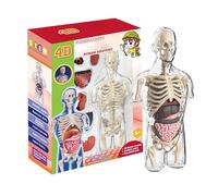 Science Kit Anatomia Trasparente - 6 X 10 X 21 Cm Dimensioni Prodotto Leggero 252G Hardware in PVC Kit di Montaggio Semicorpo | Struttura Degli Interni Biologia In Classe, Medico B