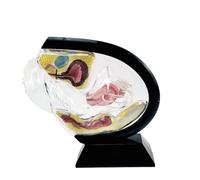Science Reproductive Uterus Model, Human Vagina Anatomical Model Female Reproductive Organ Model, Uterus Gifts Medical Teaching Models Gynecology Doctor Transparent Uterus Model,(White)
