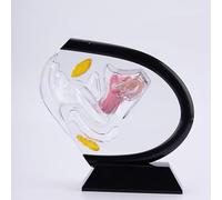 Science Reproductive Uterus Model, Transparent Uterus Model, Human Vagina Anatomical Model Female Reproductive Organ Model, Uterus Gifts Medical Teaching Models Gynecology Doctor(Black)